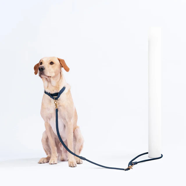 WAGNESTG  City Leash