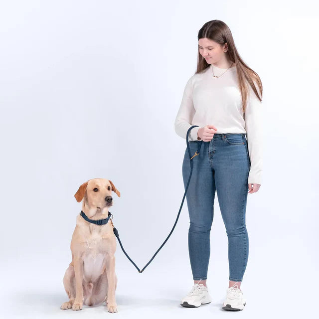 WAGNESTG  City Leash