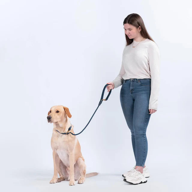 WAGNESTG  City Leash