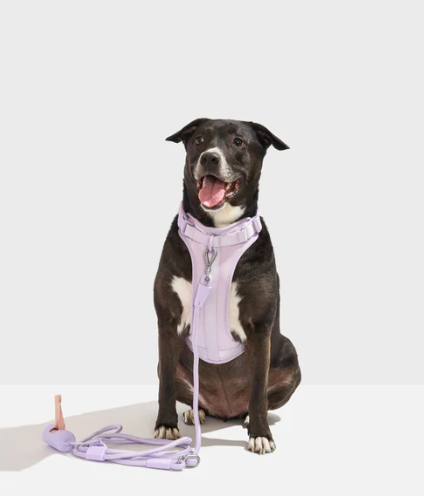 WAGNESTG  Cushioned Harness + Hands-Free Rope Leash Walk Kit
