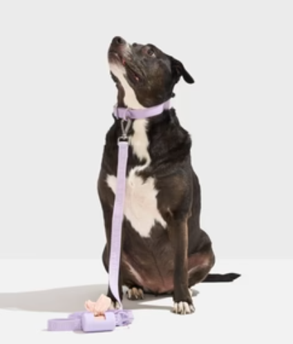 WAGNESTG  Quick-Release Collar + Lightweight Leash Walk Kit