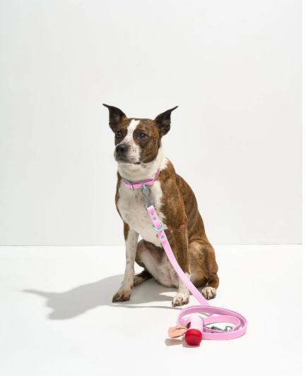 WAGNESTG  Waterproof Collar + Waterproof Leash Walk Kit
