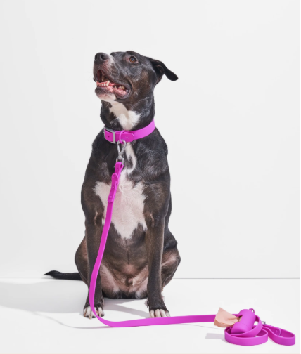 WAGNESTG  Waterproof Collar + Waterproof Leash Walk Kit