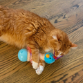 WAGNESTG  Catstages Electronic Dancing Ostrich Interactive Plush Cat Toy, Blue