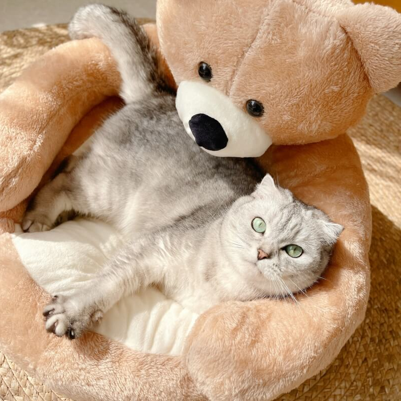 WAGNESTG  Cute Detachable Cuddle Bear Cat Bed