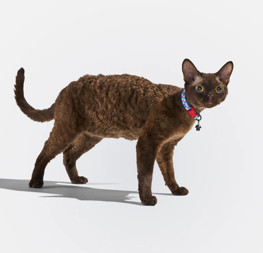 WAGNESTG  Breakaway Cat Collar