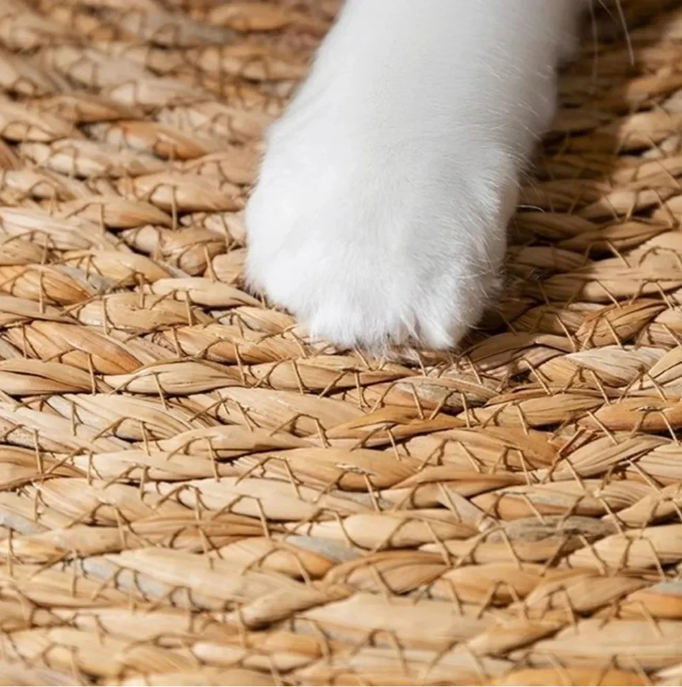 WAGNESTG  The Pawnder Mat