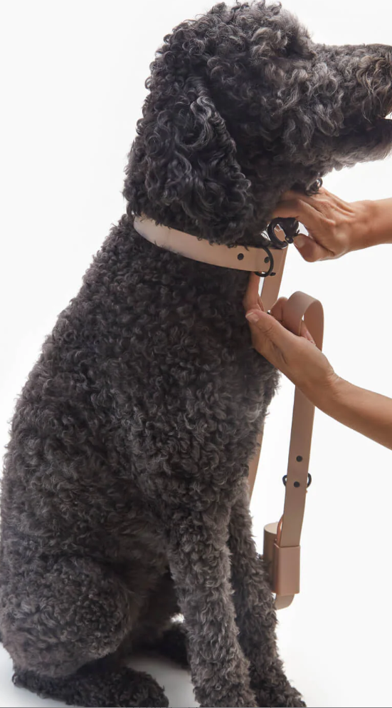 WAGNESTG  Signature Leash