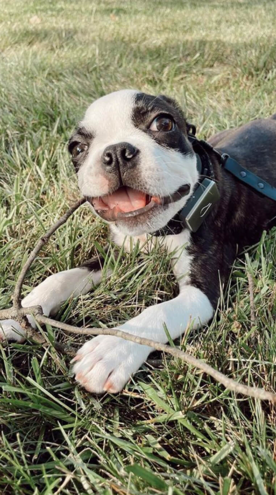 WAGNESTG  Signature Leash